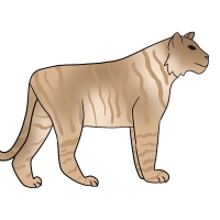 Thumbnail for ANI-3523: Bengal Tiger x African Lion (F)