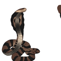 Thumbnail for ANI-3530: King Cobra (F)