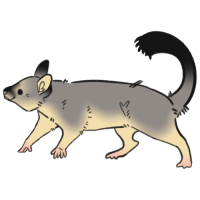 Thumbnail for ANI-3535: Common Brushtail Possum (F)