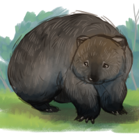 ANI-3562: Common Wombat (F)