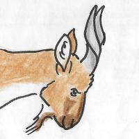 Thumbnail for ANI-3585: Markhor (F)
