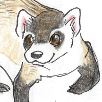 Thumbnail for ANI-3589: Black-footed Ferret (F)
