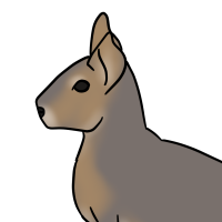 Thumbnail for ANI-3614: Patagonian Mara (F)