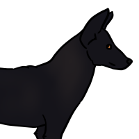 Thumbnail for ANI-3619: Melanistic Coyote (M)