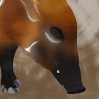 Thumbnail for ANI-3630: Red River Hog (F)