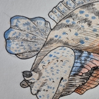 Thumbnail for ANI-3748: Mudskipper (M)