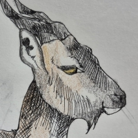 Thumbnail for ANI-3749: Markhor (F)