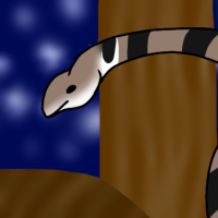 Thumbnail for ANI-257: Stephan's Banded Snake (M)