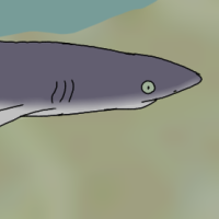 Thumbnail for ANI-296: Blacktip Shark (F)