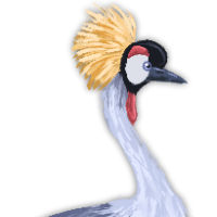 Thumbnail for ANI-362: Grey Crowned Crane (F)