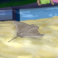 Thumbnail for ANI-377: Cownose Ray (M)