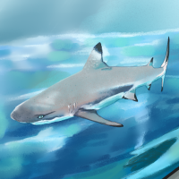 Thumbnail for ANI-379: Blacktip Shark (M)