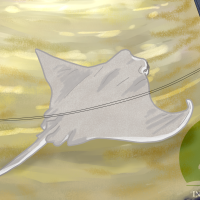 Thumbnail for ANI-399: Cownose Ray (M)