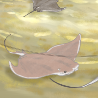 Thumbnail for ANI-400: Cownose Ray (F)