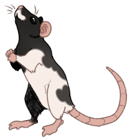 Thumbnail for ANI-3773: Fancy Rat (F)