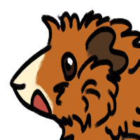 Thumbnail for ANI-3788: Domestic Cavy (F)