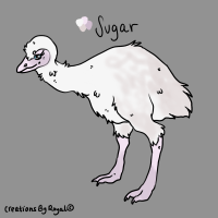 Thumbnail for ANI-3802: Emu (F)