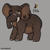 Thumbnail for ANI-3813: Chocolate African Elephant (F)