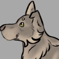 Thumbnail for ANI-3822: Chocolate Blue Grey Wolf x Hybrid Canine (F)