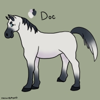 Thumbnail for ANI-3839: Domestic Horse Arabian  (M)