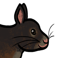 Thumbnail for ANI-3862: Amami Rabbit (F)