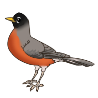 Thumbnail for ANI-3899 American Robin: American Robin (F)