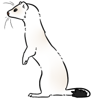 Thumbnail for ANI-3941: Haida Ermine (M)