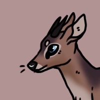 Thumbnail for ANI-3947: Kirk's Dik Dik (M)