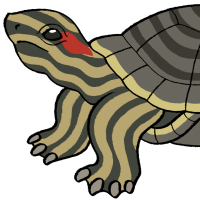 Thumbnail for ANI-3954: Red-eared Slider (M)