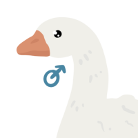 Thumbnail for ANI-3976: Domestic Goose (M)