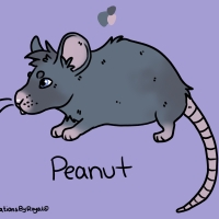 Thumbnail for ANI-3978: Fancy Mouse (M)