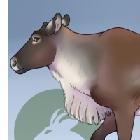 Thumbnail for ANI-3980: Caribou (M)
