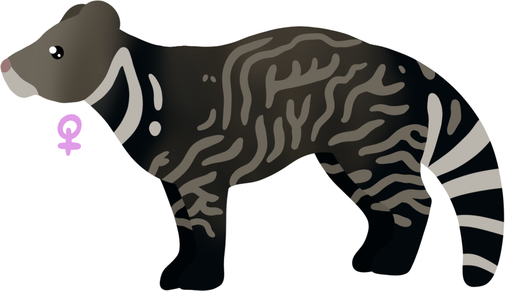 ANI-4024: Malabar Large-spotted Civet (F)