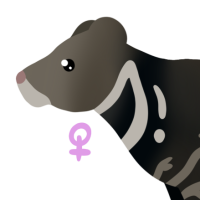 Thumbnail for ANI-4024: Malabar Large-spotted Civet (F)