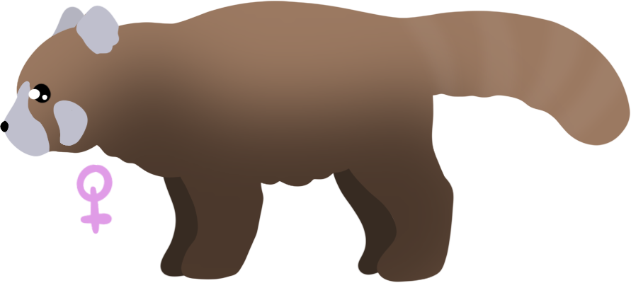ANI-4026: Chocolate Red Panda (F)