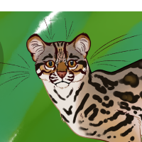 Thumbnail for ANI-4042: Oncilla (M)