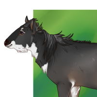 Thumbnail for ANI-4071: Sumatran Serow (M)