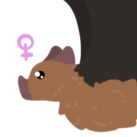 Thumbnail for ANI-4124: Kitti's Hog-Nosed Bat (F)