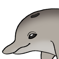 Thumbnail for ANI-4163: Bottlenose Dolphin (F)