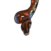 Thumbnail for ANI-4209: Rainbow Dash