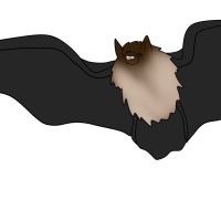 Thumbnail for ANI-4229: Black Myotis (F)