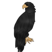 Thumbnail for ANI-4242: Melanistic Bald Eagle (M)