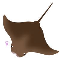 Thumbnail for ANI-4251: Cownose Ray (F)