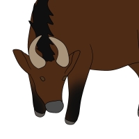 Thumbnail of ANI-4262: Oak