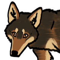 Thumbnail for ANI-4293: Red Wolf (F)