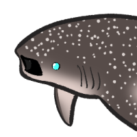 Thumbnail for ANI-4309: Whale Shark (F)