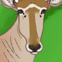 Thumbnail for ANI-4316: Hirola (M)