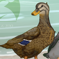 Thumbnail for ANI-4378: Rouen Duck (F)