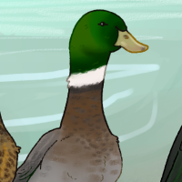 Thumbnail for ANI-4379: Domestic Duck Rouen  (M)