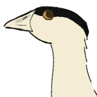 Thumbnail for ANI-4389: Great Indian bustard (M)